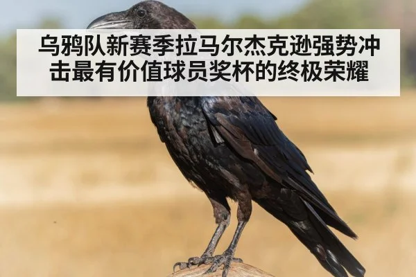 乌鸦队新赛季拉马尔杰克逊强势冲击最有价值球员奖杯的终极荣耀